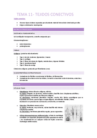 Tema-11-tejidos-conectivos.pdf