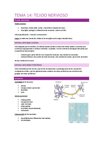 Tema-14-tejido-nerviosos.pdf