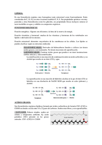 LIPIDOS.pdf