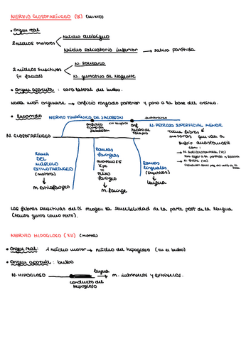 Nervio Glosofaringeo Ix Y Nervio Hipogloso Xii Pdf