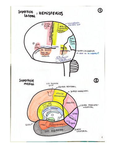 Practico-de-anato.pdf