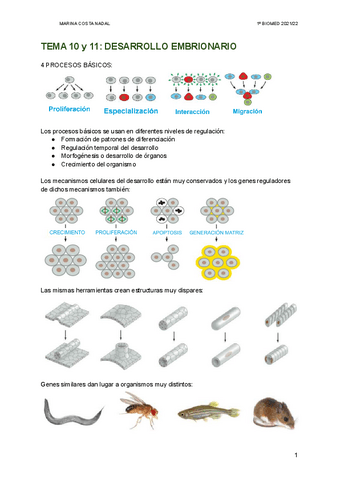 TEMA-10-y-11-DESARROLLO-EMBRIONARIO.pdf