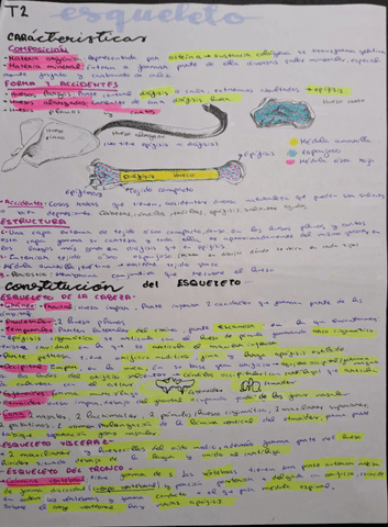 Sistema-esqueletico-T2.pdf