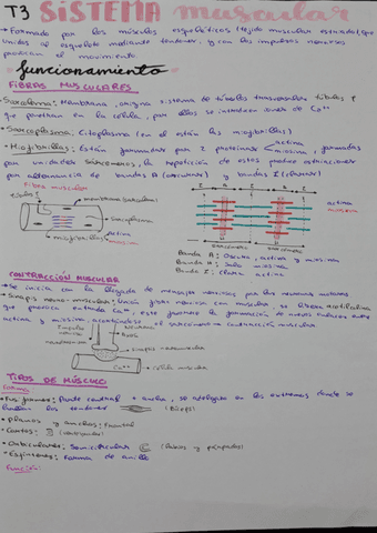 sistema-musculae-T2.pdf