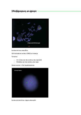 Identificacion-fotos-FISH-a-color.pdf