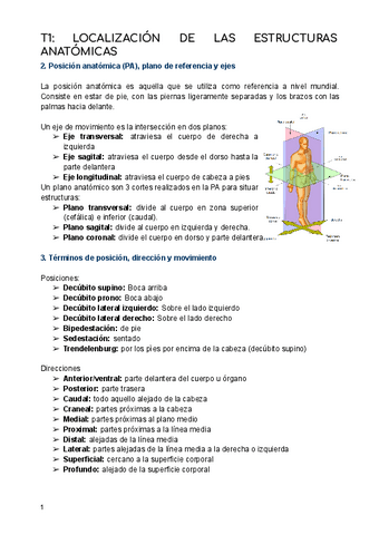 Apuntes-anatomia.pdf