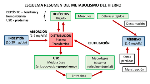Resumen-metabolismo-hierro.pdf