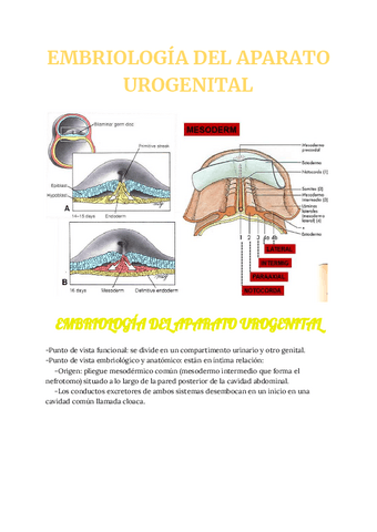EMBRIOLOGIA-DEL-APARATO-UROGENITAL.pdf