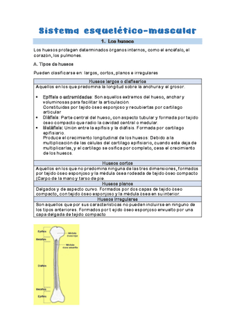 Sistema-esqueletico-muscular.pdf
