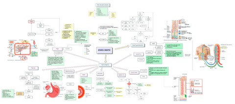 Esquema sistema digestivo.pdf