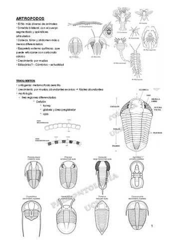Paleo-PARTE-2.pdf