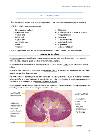 apuntes-hasta-fin-digestivo-II.pdf