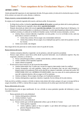 tema-7-Vasos-sanguineos-de-las-circulaciones-mayor-y-menor.pdf