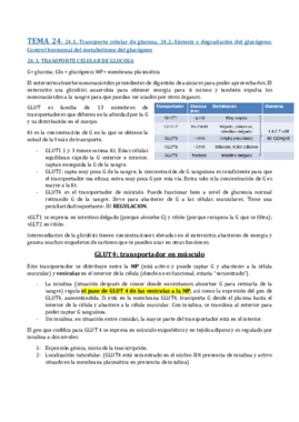 TEMA 24- SÍNTESIS Y DEGRADACIÓN DE GLÚCOGENO.pdf