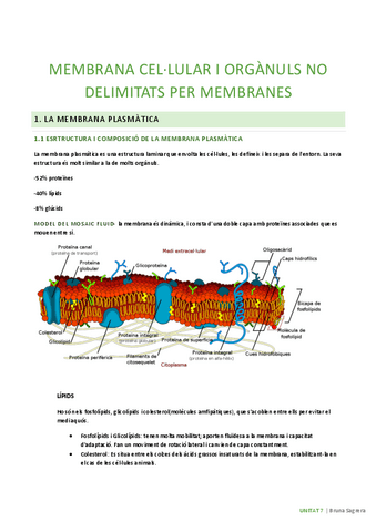U7-membranes-cellulars-i-organuls-no-delimitats-per-membranes.pdf