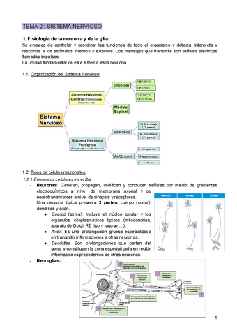 TEMA-2--SISTEMA-NERVIOSO.pdf