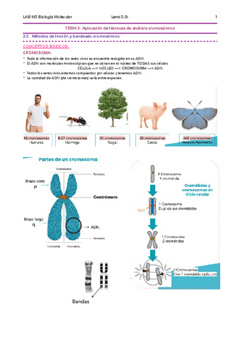 03-BMC-Tema-3-Apuntes-Lena-.pdf