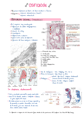 Osificacion-T21.pdf