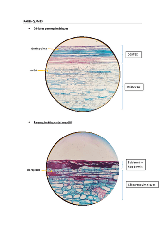 Histologia-vegetal-2a-practica.pdf
