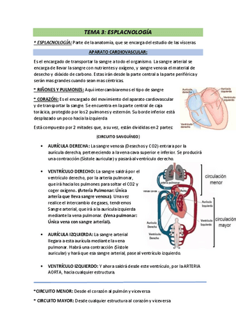 Teoria-anatomia-2o-Parcial.pdf
