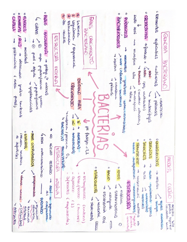 Esquemas microbiología.pdf