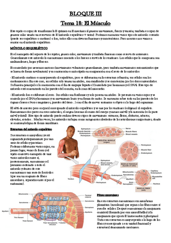 Musculo-esqueletico.pdf