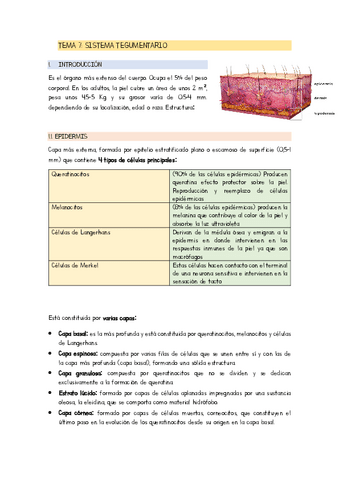 TEMA-7-TEGUMENTARIO.pdf