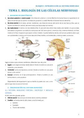 Biología de las células nerviosas.pdf