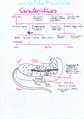 LA-CELULA-PROCARIO.pdf