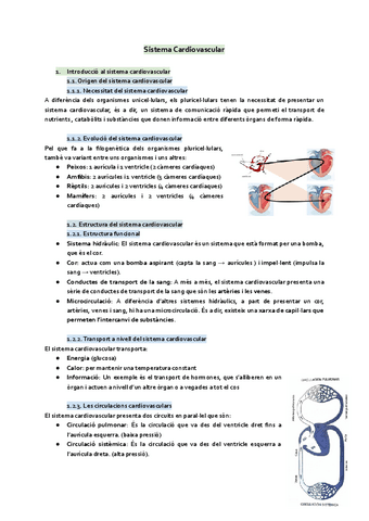 Sistema-cardiovascular.pdf