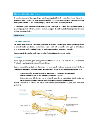 TEMA-III-PARTE-I-OSTEOLOGIA-Y-ARTROLOGIA.pdf