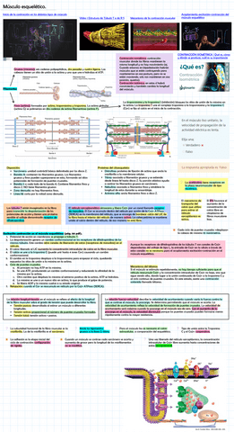 Musculo-esqueletico.pdf