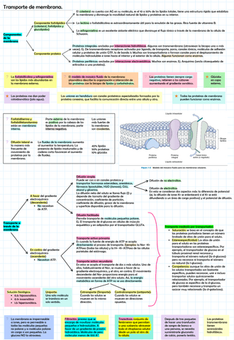 Transporte-de-membrana.pdf