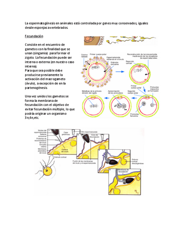 ZOOLOGIA-1oCUATRI-continuacion.pdf