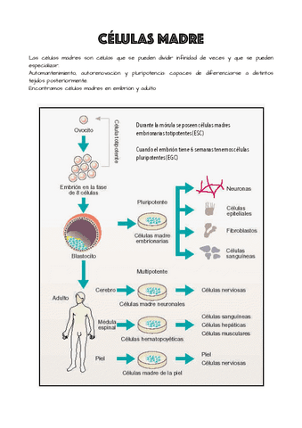 TEMA-6.pdf