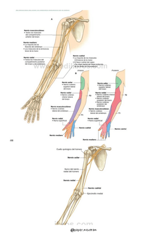 plexo-braquial-terminales.pdf