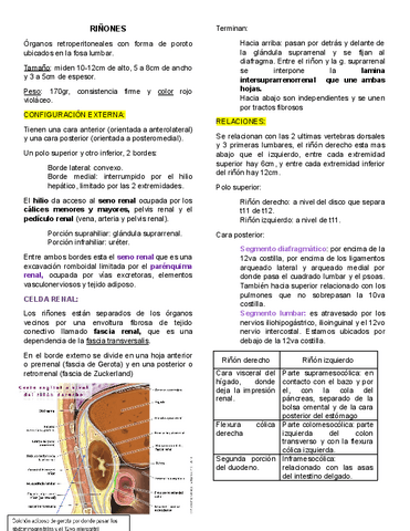 Rinones-anato.pdf