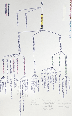 Esquema-1-Firmicutes.pdf