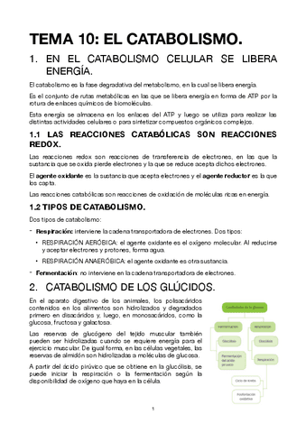 TEMA-10-EL-CATABOLISMO.pdf