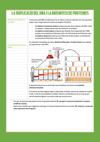 La-duplicacio-del-DNA-i-la-biosintesi-de-les-proteines.pdf
