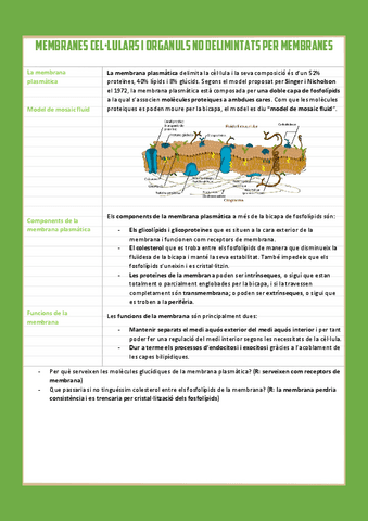 Membranes-cellulars-i-organuls-no-delimitats-per-membranes.pdf