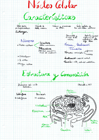 NUCLEO-CELULAR.pdf