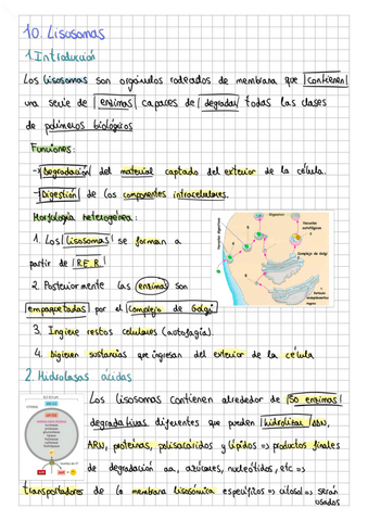 10.-Lisosomas.pdf