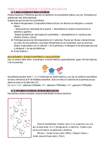 TEMA-5-NUCLEOTIDOS-Y-ACIDOS-NUCLEICOS.pdf