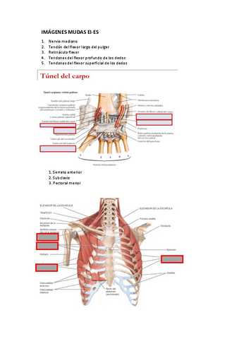 IMAGENES-MUDAS-SEGUNDO PARCIAL ANATOMÍA.pdf