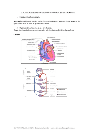 Tema-5.-Generalidades-sobre-angiologia-y-neurologia.-Sistemas-auxiliares..pdf