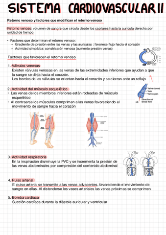 Cardiovascular-II.pdf