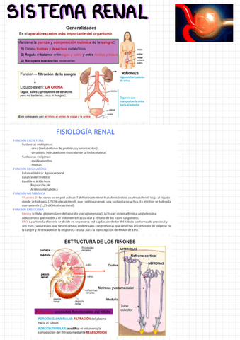 Renal.pdf