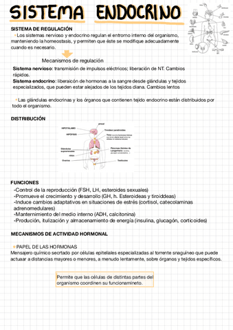 Tema-5.sistema-Endocrino.pdf