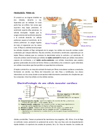 FISIOLOGÍA. TEMA 10..pdf